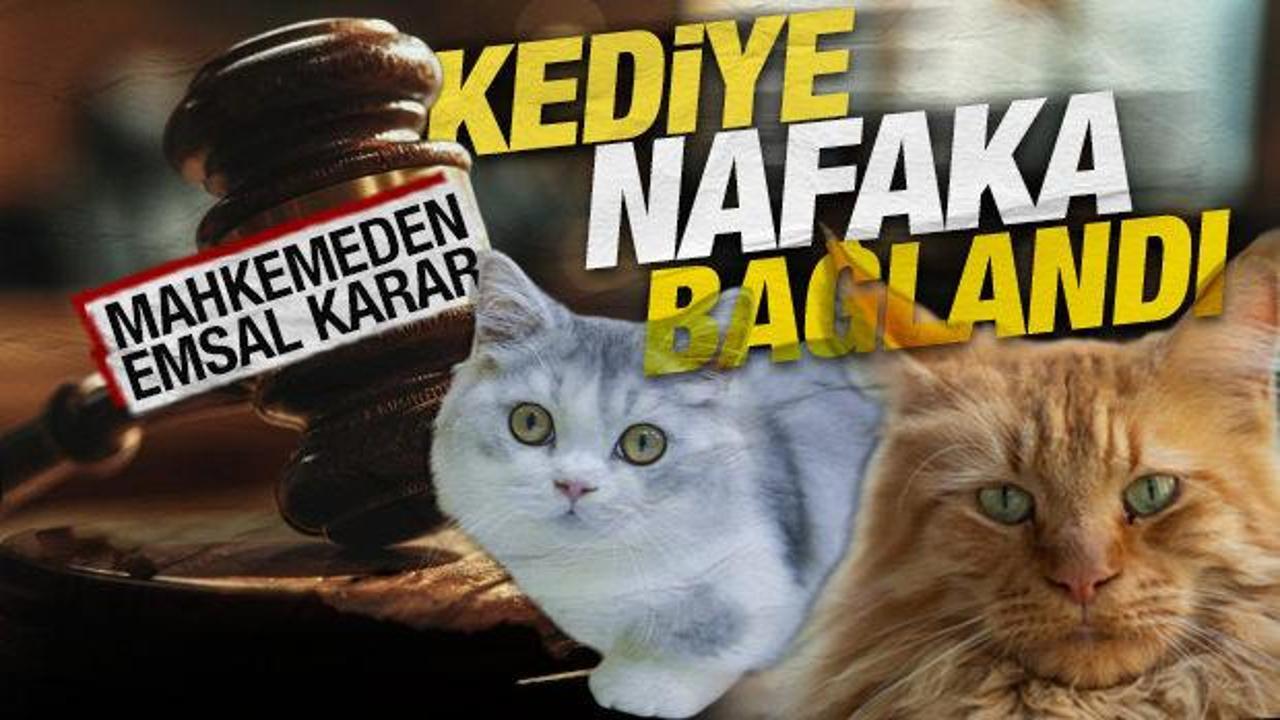 İlgin&ccedil; karar: Boşandığı eşine kediler i&ccedil;in 'bakım masrafı' &ouml;deyecek