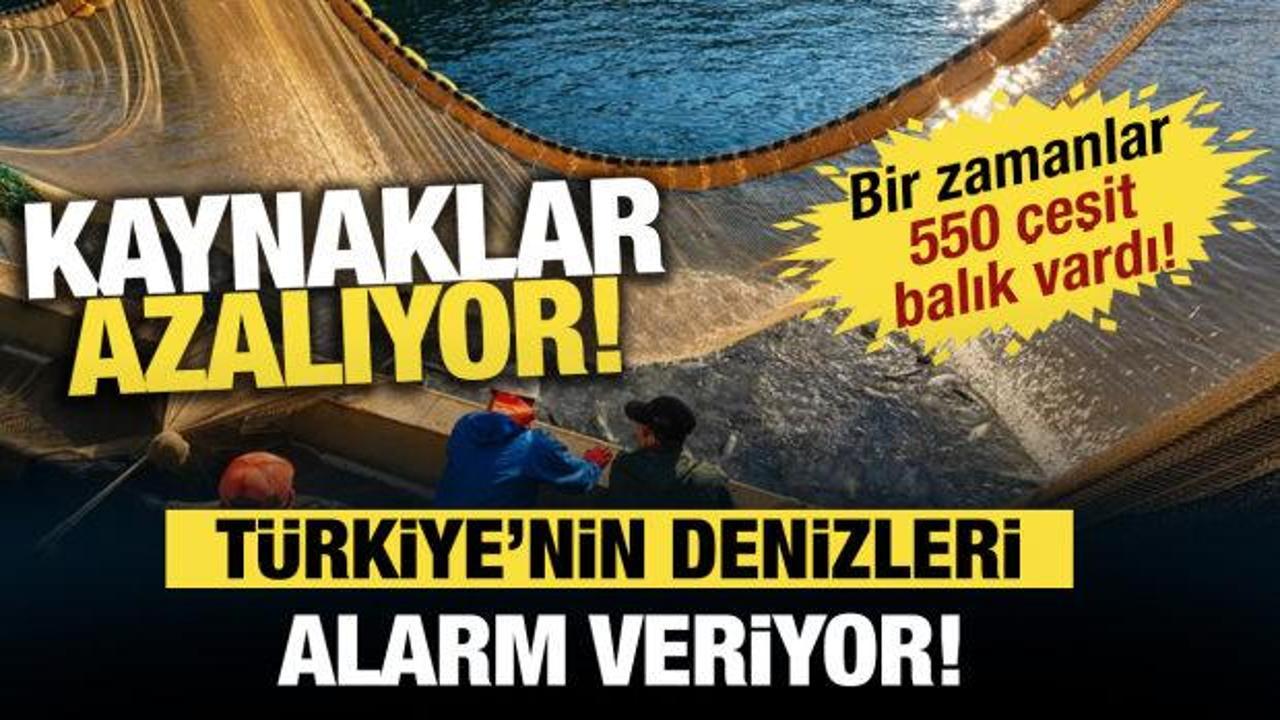T&uuml;rkiye'nin denizleri alarm veriyor! Balık t&uuml;rleri azalıyor