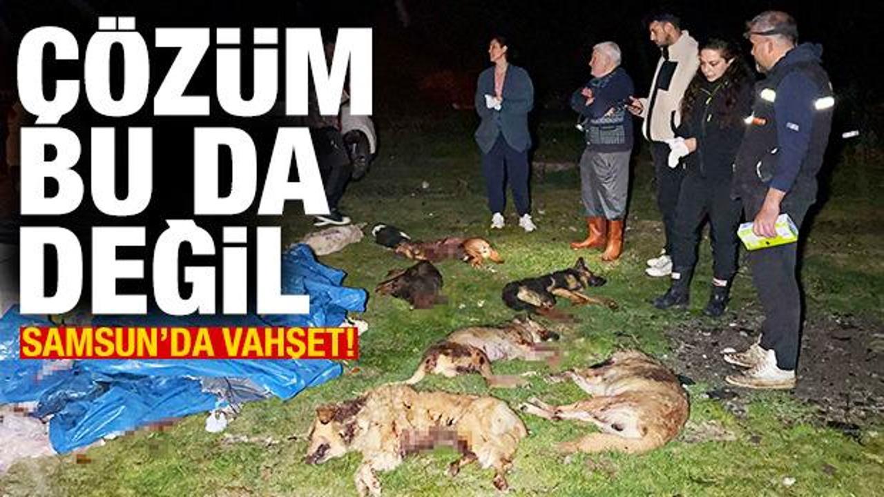 Samsun'da 9 k&ouml;pek kurşunlanarak &ouml;ld&uuml;r&uuml;ld&uuml;