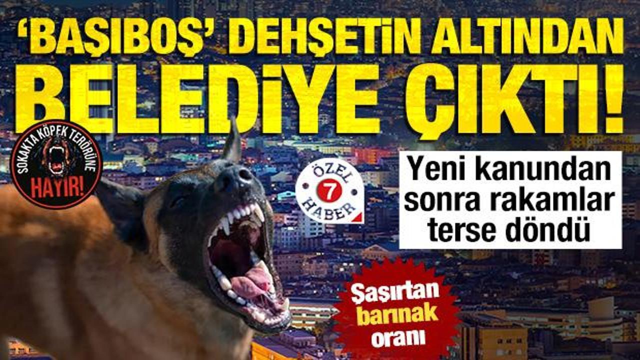 Ankara köpek lobilerine teslim: Kanuna rağmen toplamadılar... 600'den 43'e düştü