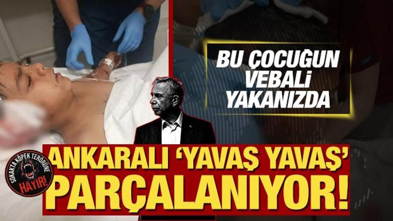 Ankaralı &lsquo;Yavaş Yavaş&rsquo; par&ccedil;alanıyor! ABB seyrediyor başıboş k&ouml;pek ter&ouml;r&uuml; yayılıyor