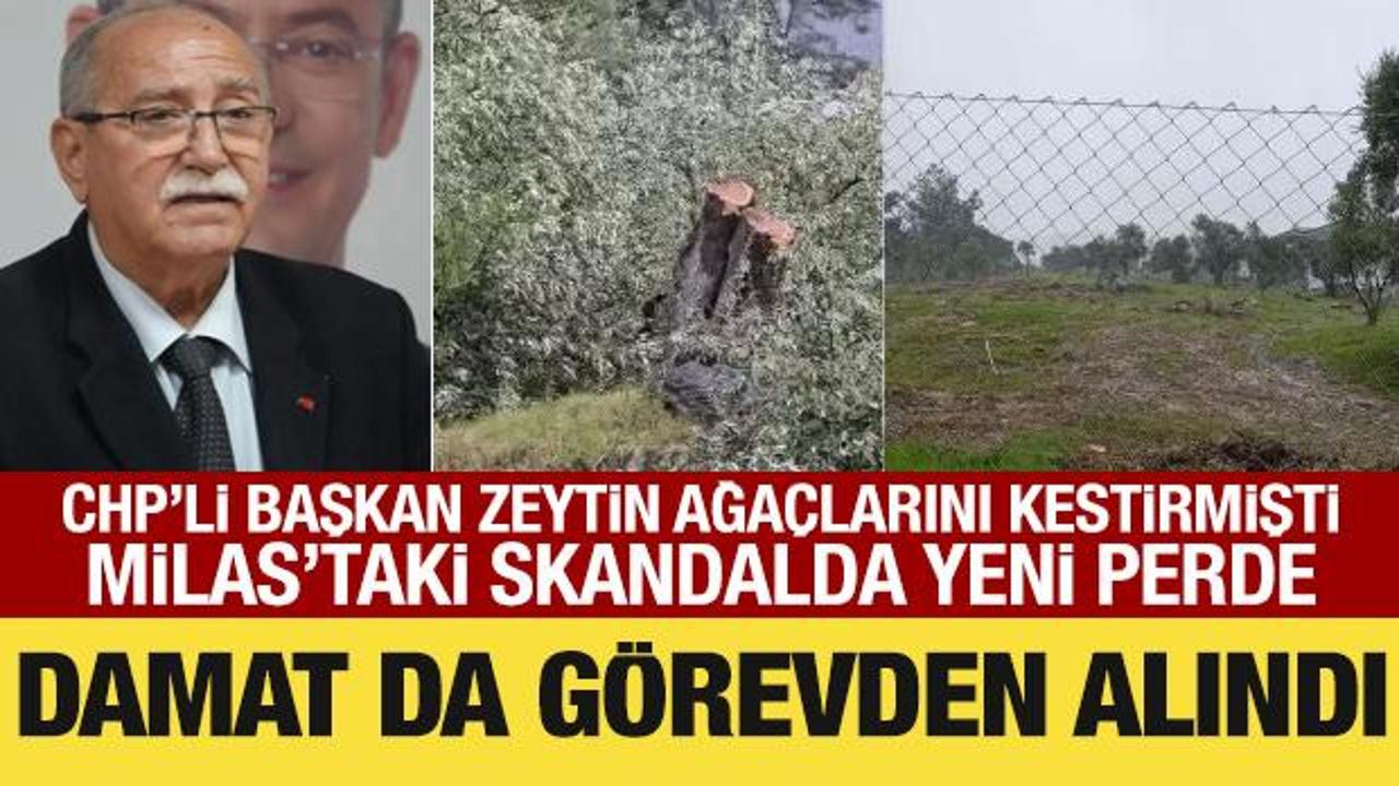 CHP&rsquo;li başkan zeytin ağa&ccedil;larını kestirmişti: Damadı da g&ouml;revden alındı