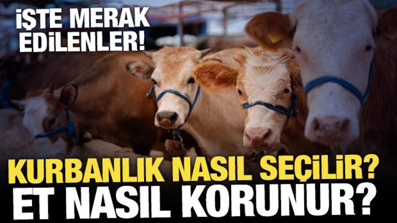 Kurbanlık nasıl se&ccedil;ilir? Et nasıl korunur? İşte merak edilenler...