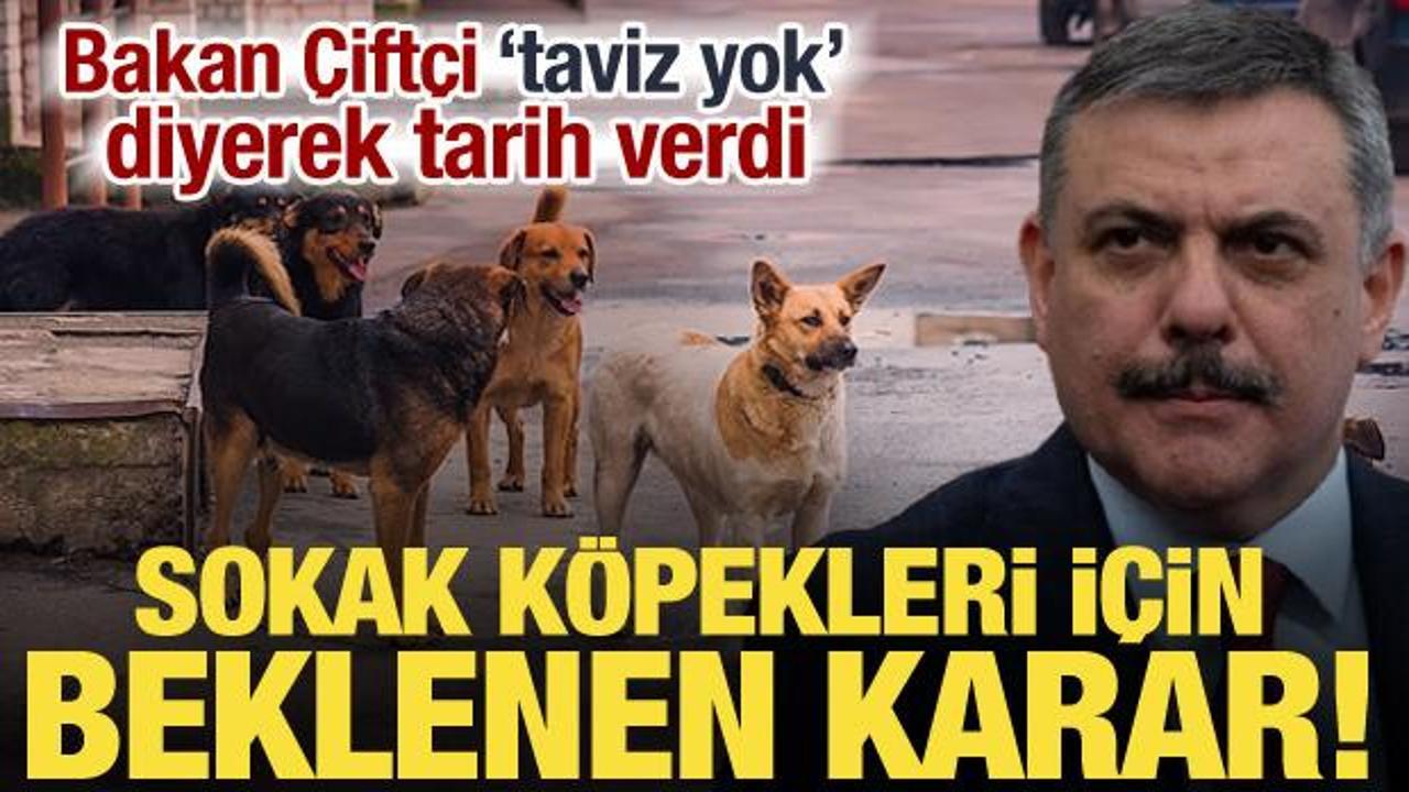 Sokak k&ouml;pekleri i&ccedil;in d&uuml;ğmeye basıldı! Bakan &Ccedil;ift&ccedil;i'den talimat: T&uuml;m T&uuml;rkiye'de uygulanacak