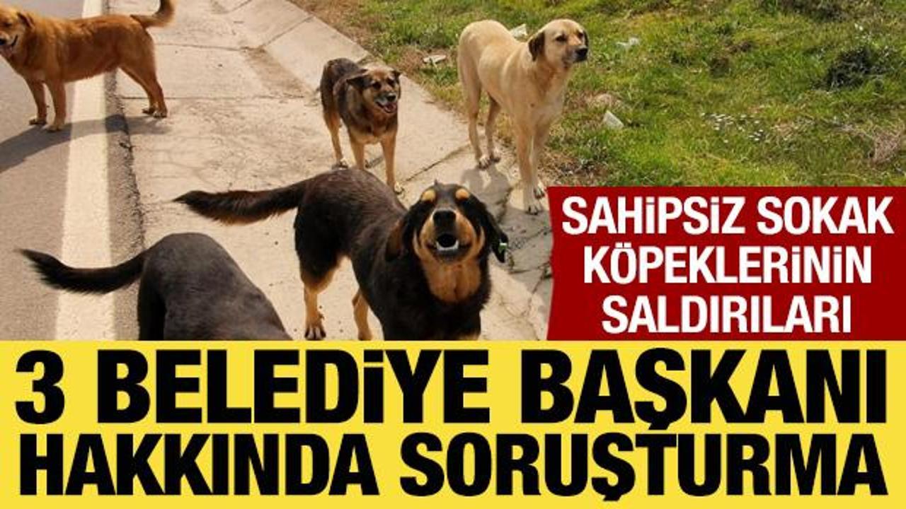 Sahipsiz k&ouml;pek saldırıları sonrası 3 belediye başkanı hakkında işlem