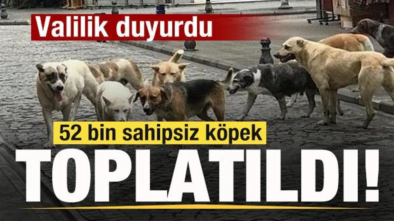 Vali duyurdu! 52 bin sahipsiz k&ouml;pek toplatıldı