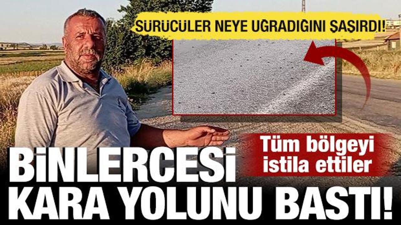 Tokat'ta şaşırtan manzara: Binlercesi kara yolunu bastı! S&uuml;r&uuml;c&uuml;ler g&ouml;zlerine inanamadı