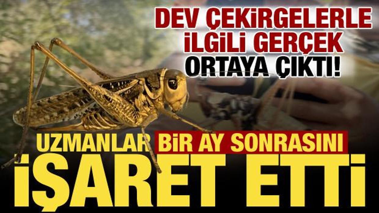 T&uuml;rkiye'yi korkutan dev &ccedil;ekirgelerle ilgili ger&ccedil;ek ortaya &ccedil;ıktı: Bir ay i&ccedil;inde...