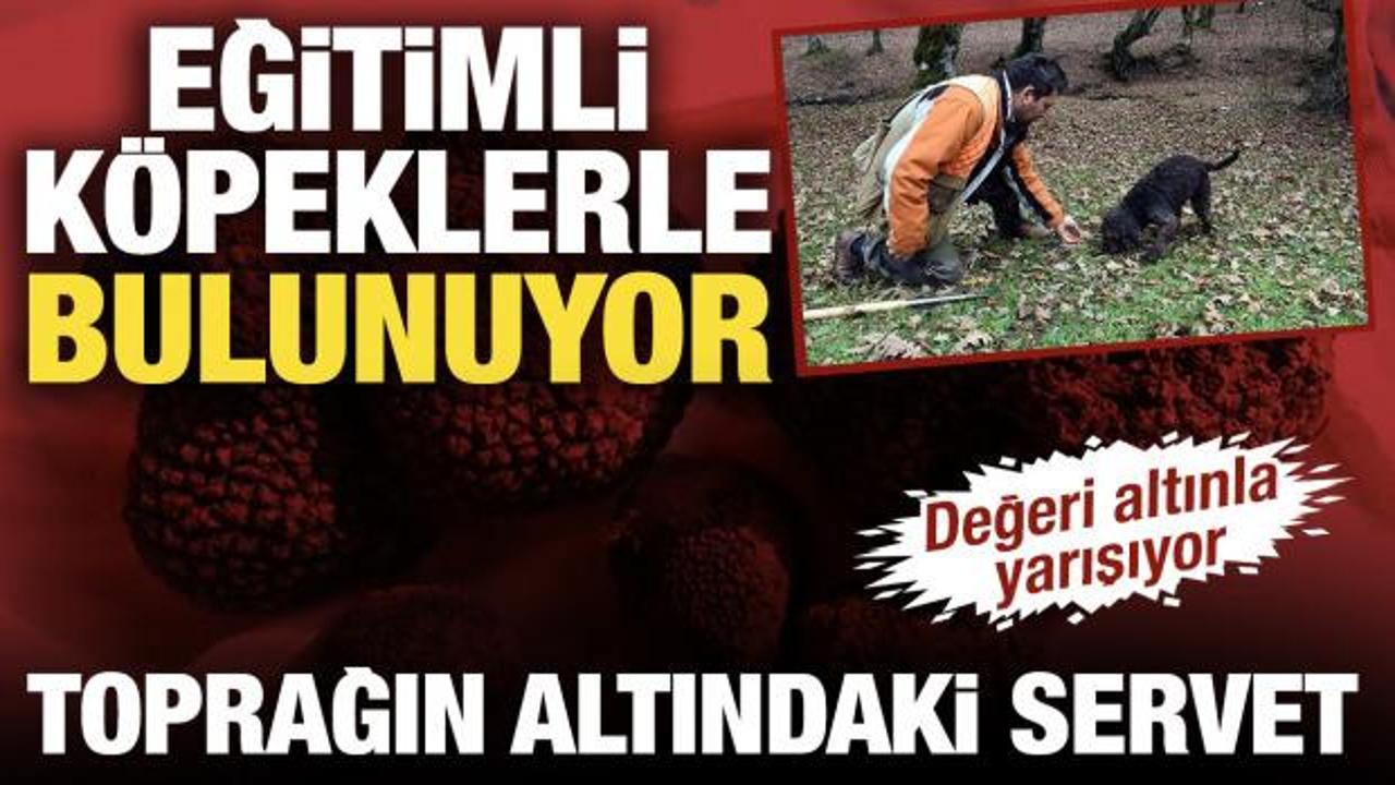 Toprağın altındaki servet! Eğitimli k&ouml;peklerle bulunuyor: Değeri altınla yarışıyor