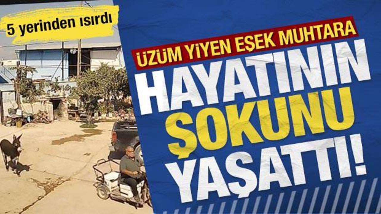 Eşek muhtara hayatının şokunu yaşattı: 5 yerinden ısırdı