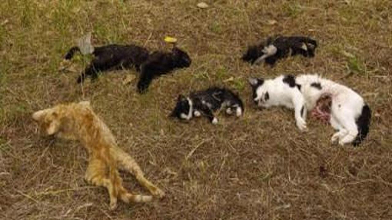 25 kedi keyf için köpeklere parçalatılmış