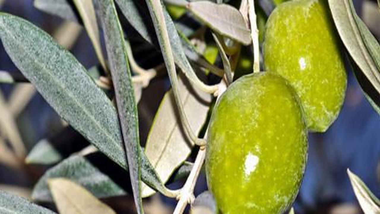 Kutsal zeytinin büyük sırrı