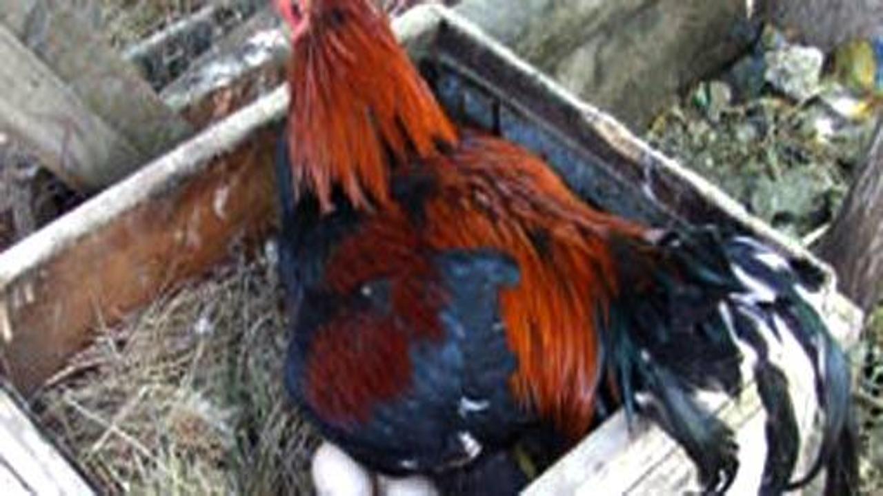 Horoz ötmeyi kesti, kuluçkaya yattı!