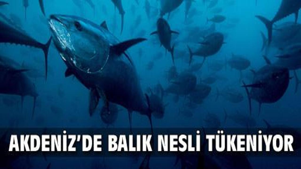 Akdeniz'de balık nesli tükeniyor