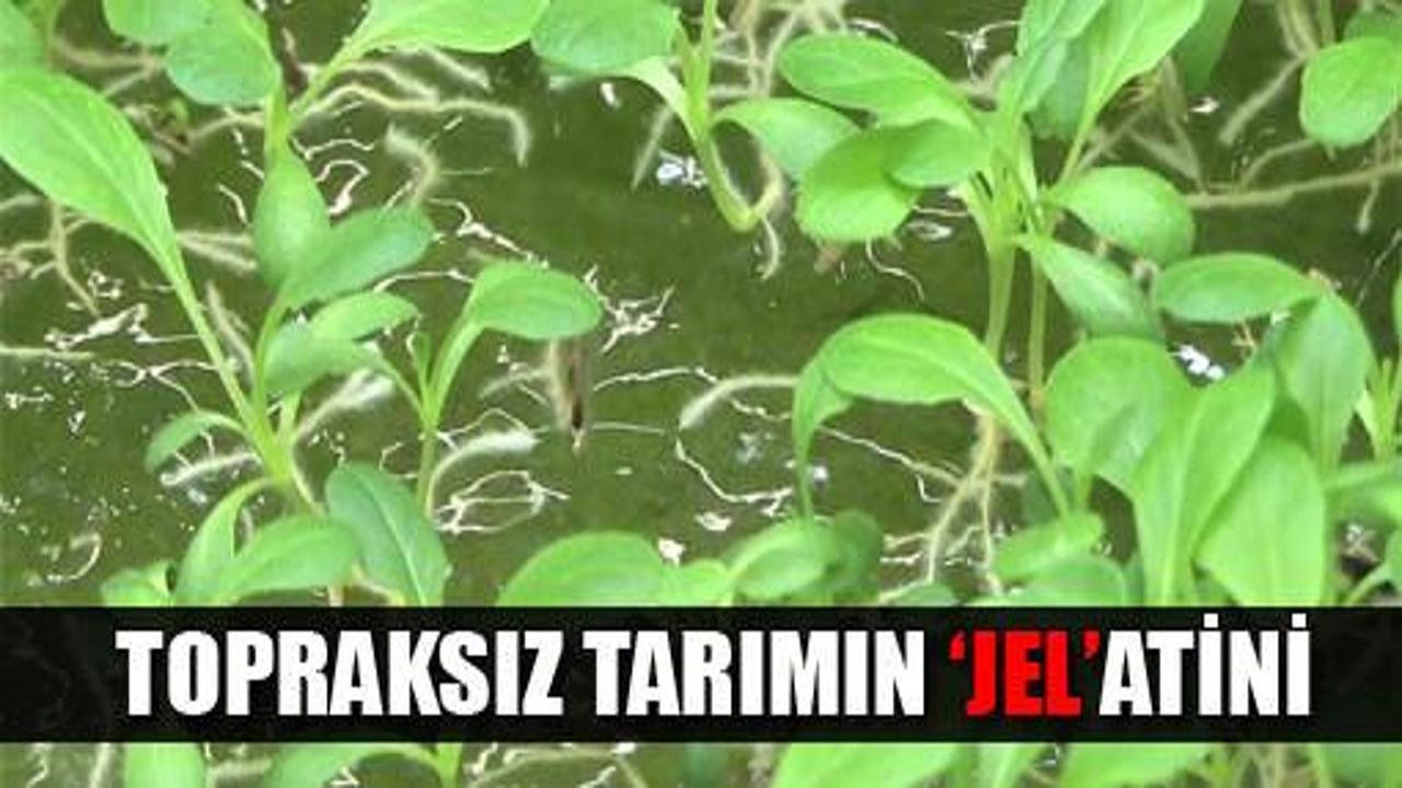 Toprak olmadan jelde bitki yetiştirdi
