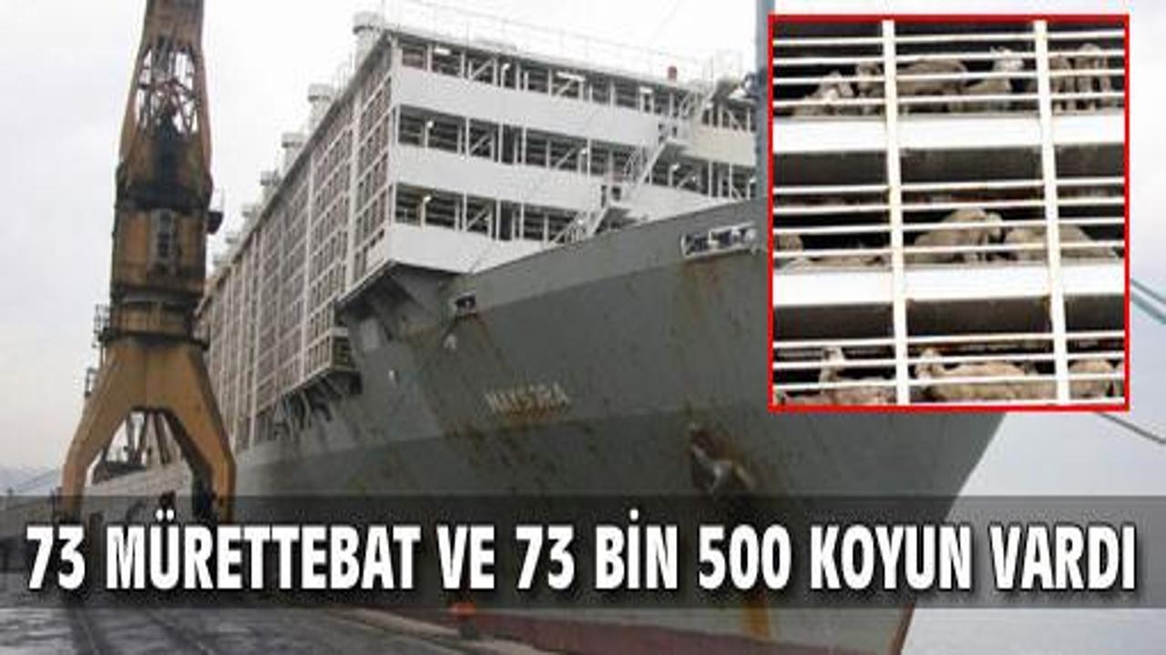 73 bin 500 koyun denizde yanıyordu