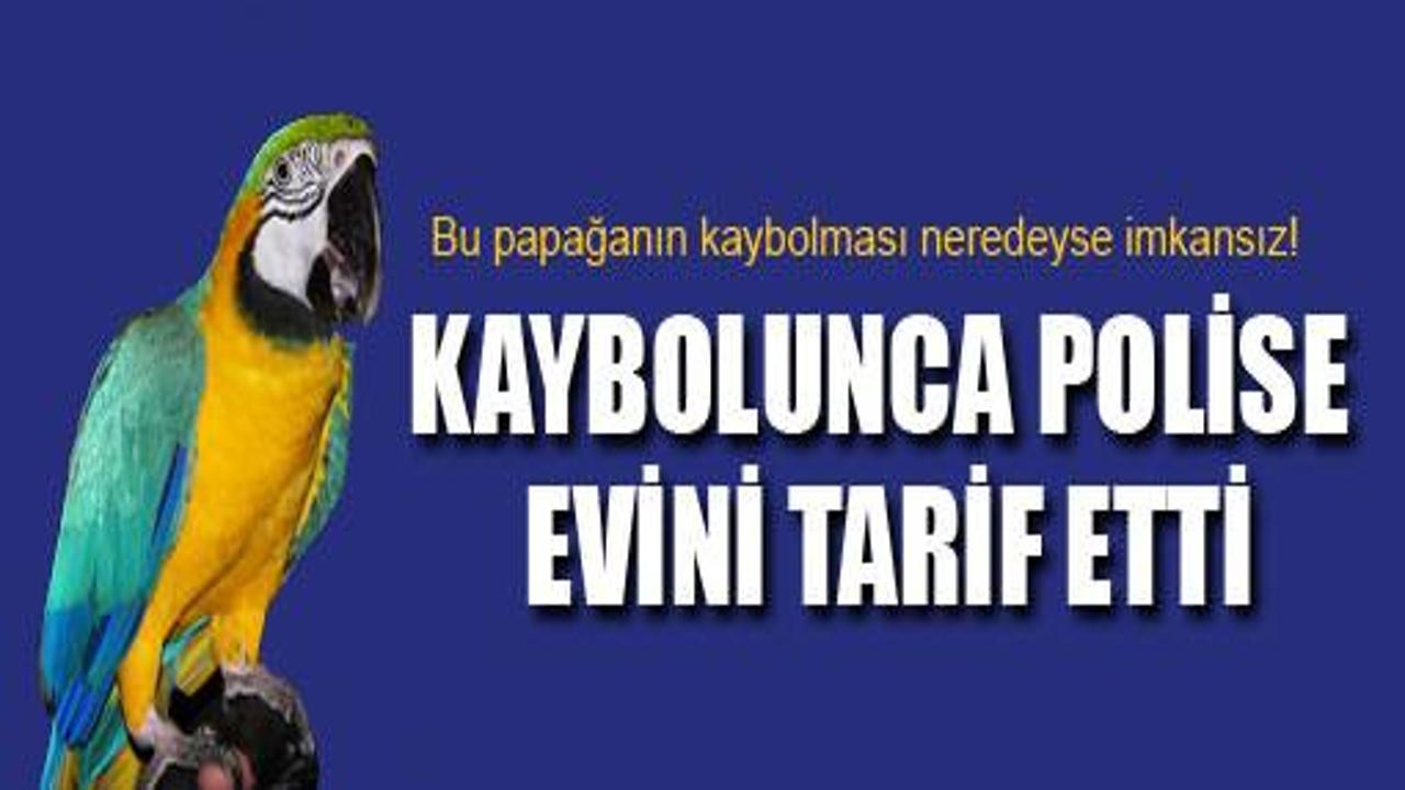 Kaybolan papağan evini polise tarif etti