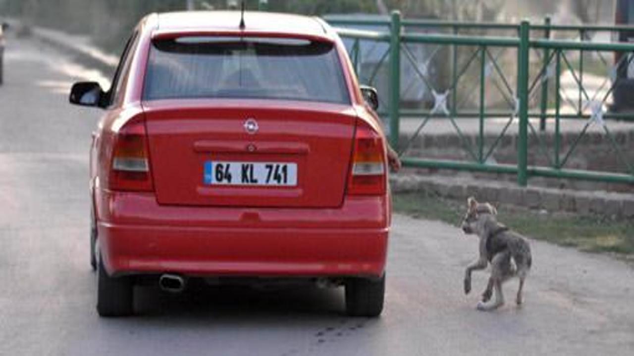 Yavru köpeğe lüks araçlı işkence - Galeri
