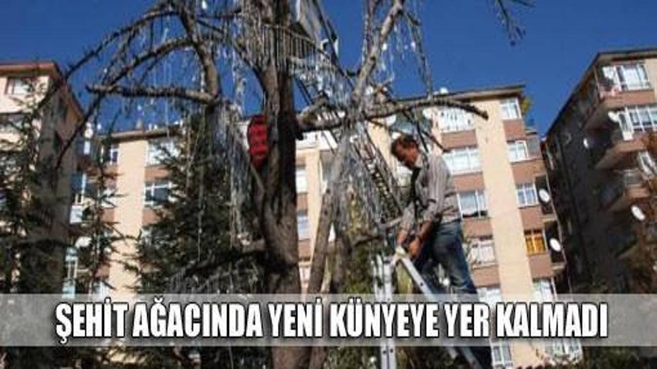 Şehit ağacı künye ile dolup taştı!