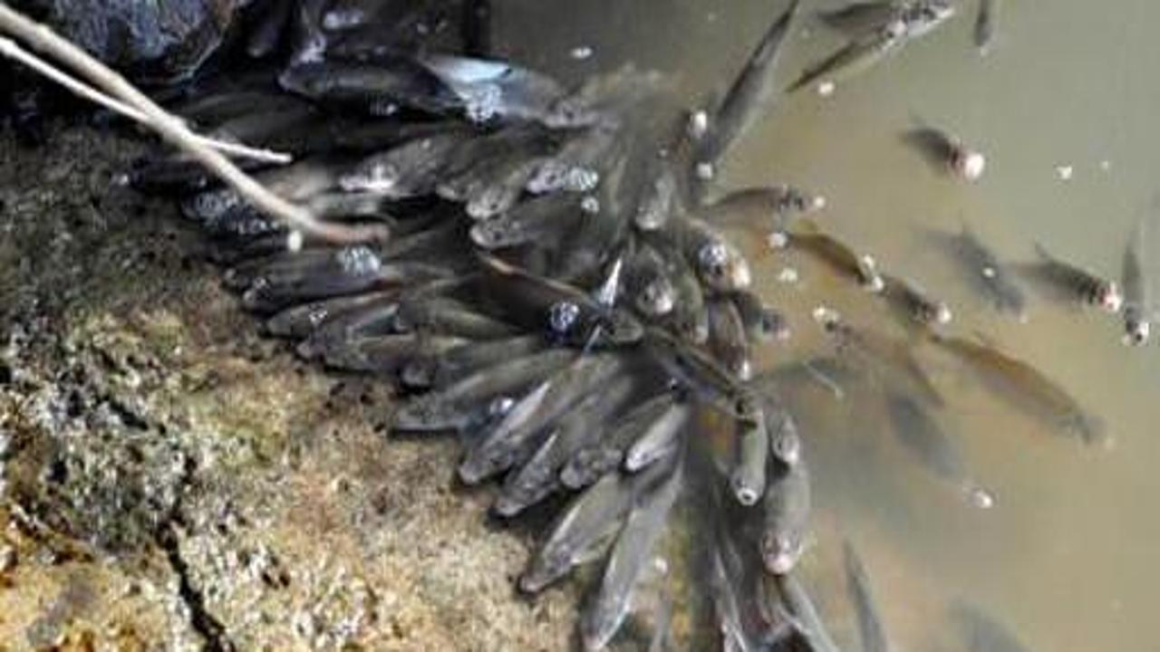 Sakarya Nehri'nde toplu balık ölümü
