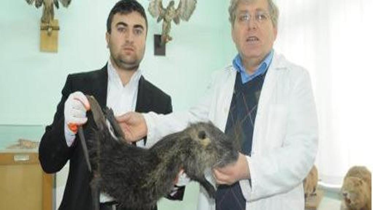 6 kilo dev farenin sırrı çözüldü Video