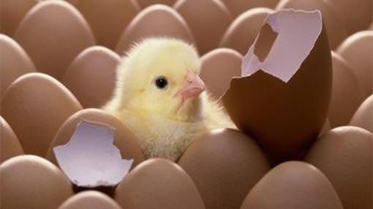 'Yumurta mı tavuk mu?' sorusu çözüldü!