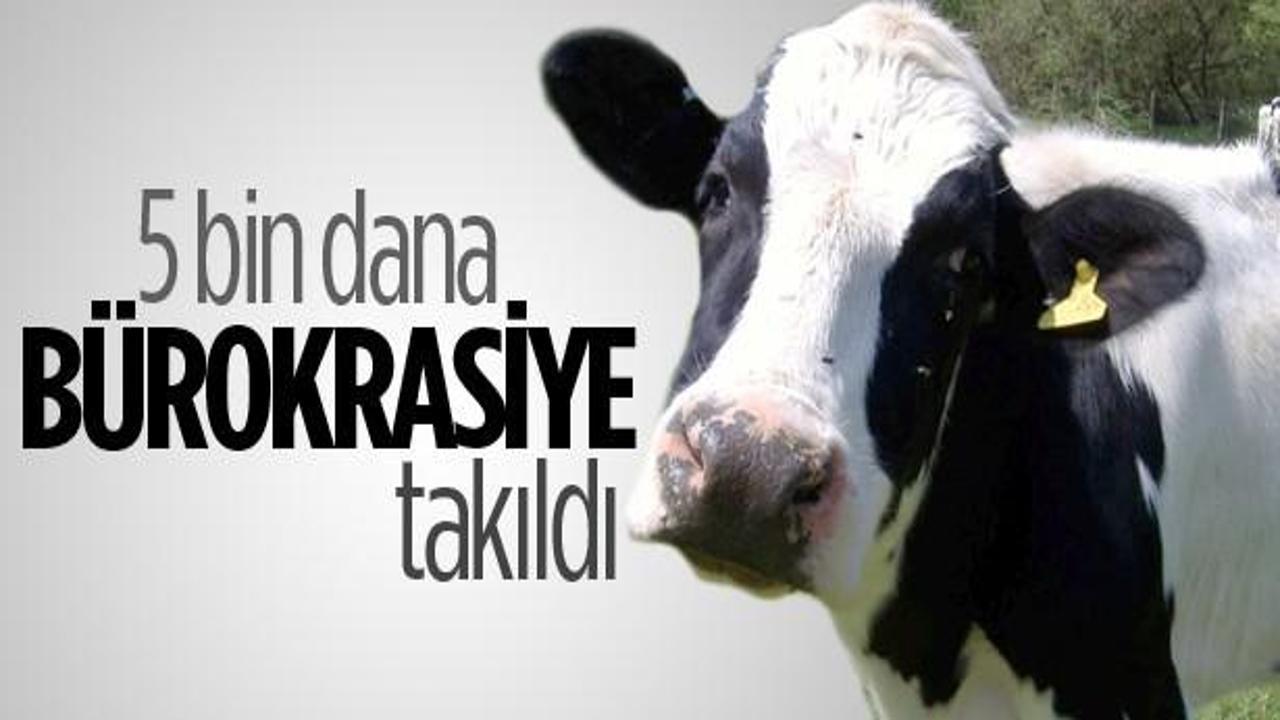 5 bin ithal dana Bandırma Limanı'nda bekliyor