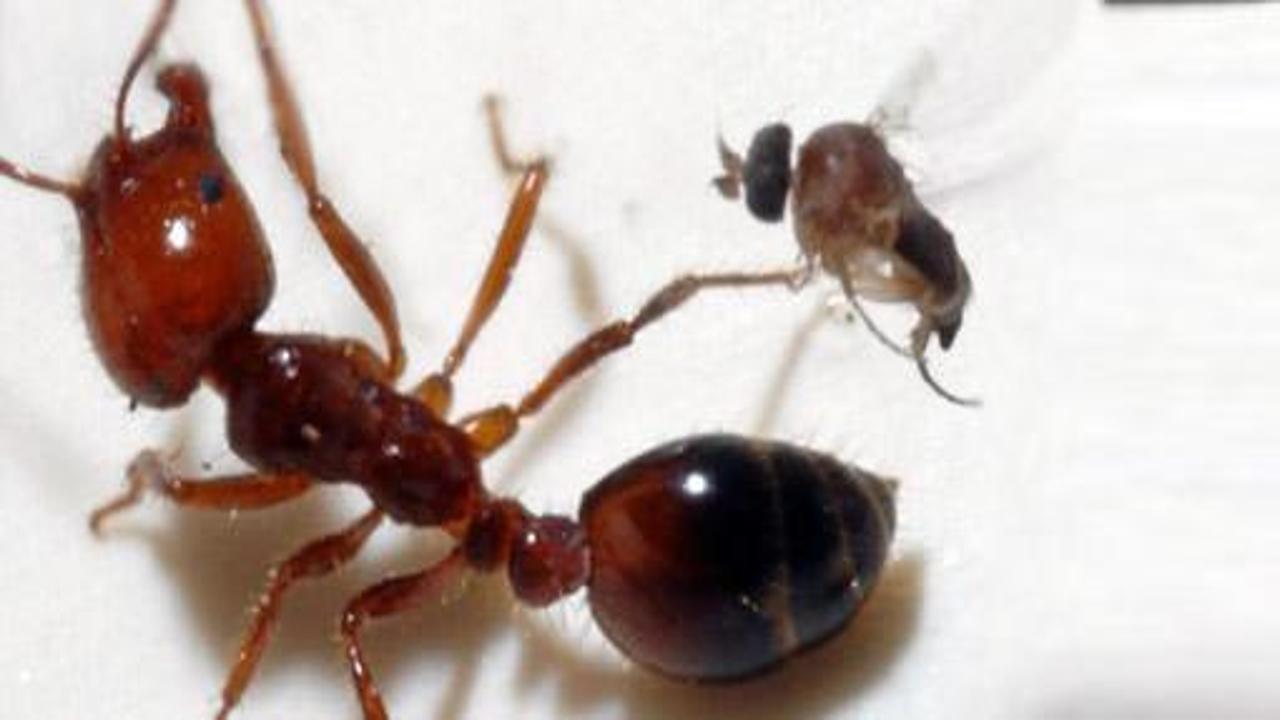 Karıncayı zombiye dönüştüren sinek