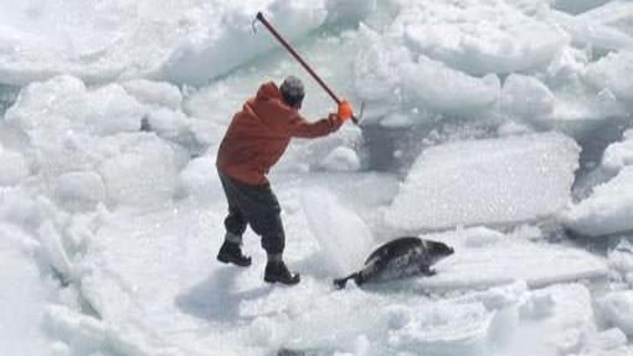Kanada'da 70 bin fok balığı itlaf edilecek