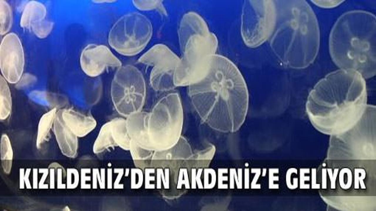 Kızıldeniz'den gelip Akdeniz'in canını yakacak