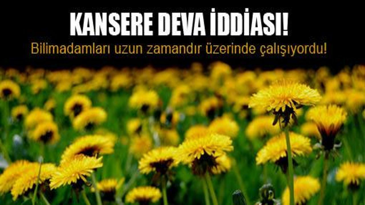 Karahindiba çayıyla kanser tedavisi!