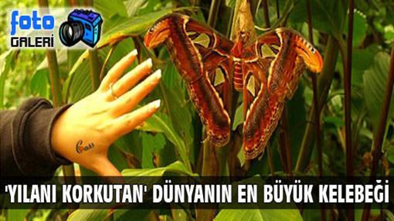 Dünyanın en büyük kelebeği