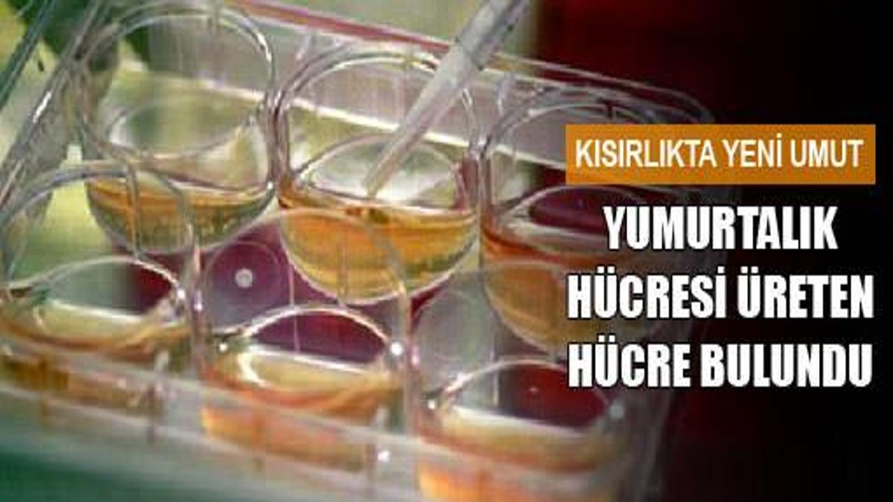 Yumurta hücresi üreten hücre bulundu
