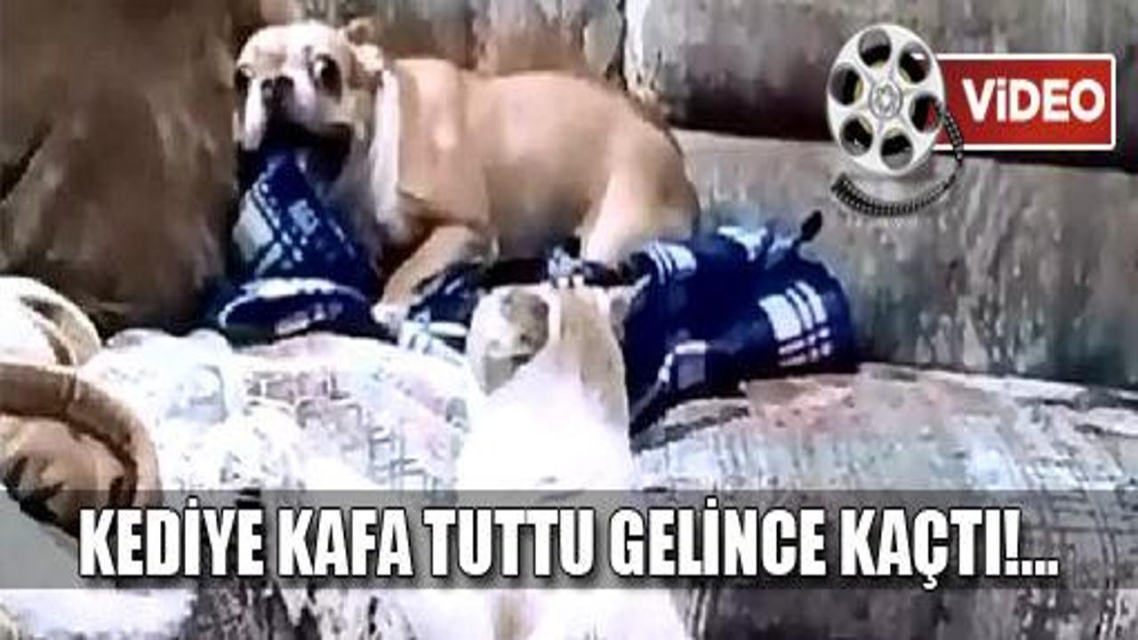 İşte dünyanın en korkak köpeği!