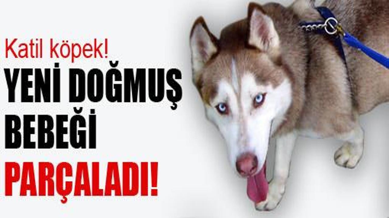 Köpek yeni doğmuş bebeği parçaladı!