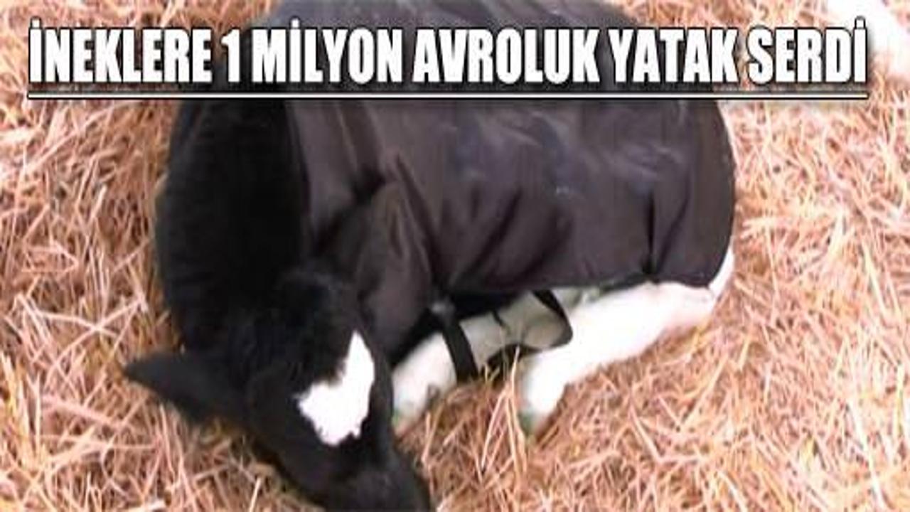 İneklere yatak için 1 milyon avro harcadı