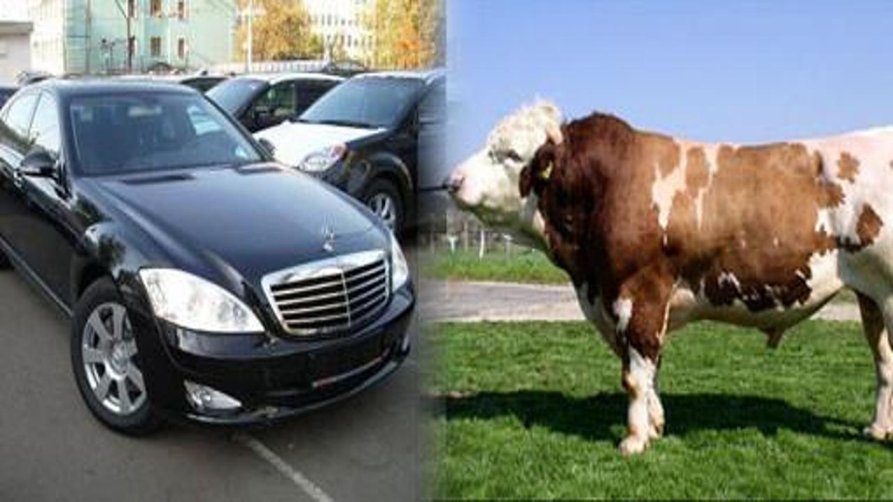 Boğa alana Mercedes hediye
