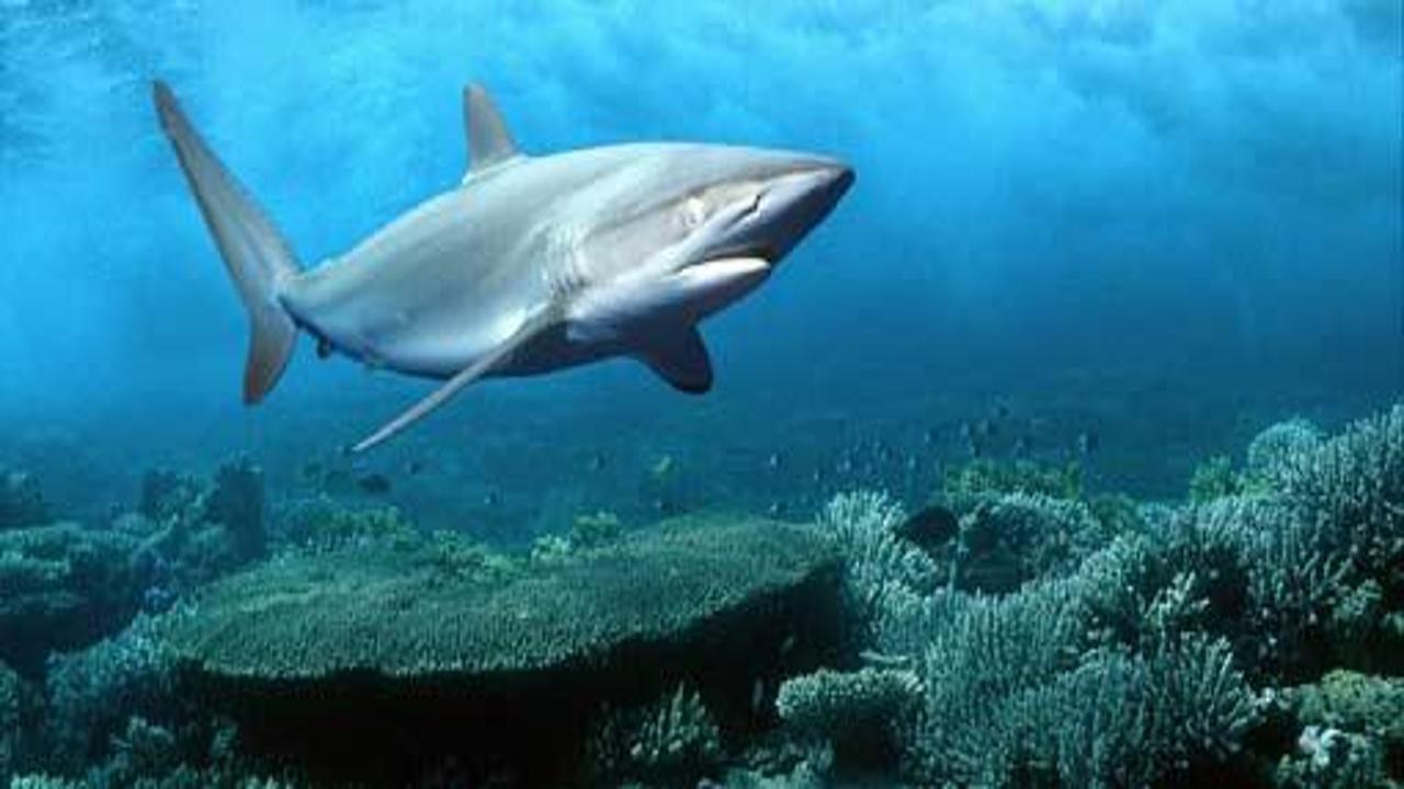 350 kiloluk köpek balığı ağa takıldı