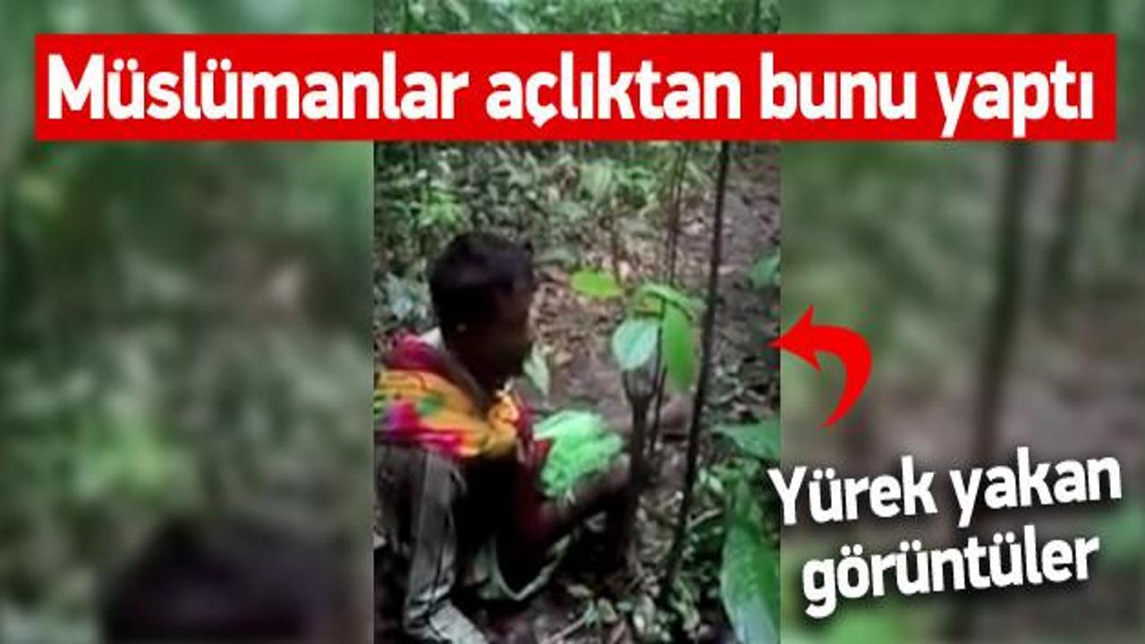 Arakanlı M&uuml;sl&uuml;manlar a&ccedil;lıktan ağa&ccedil; yaprağı yiyor