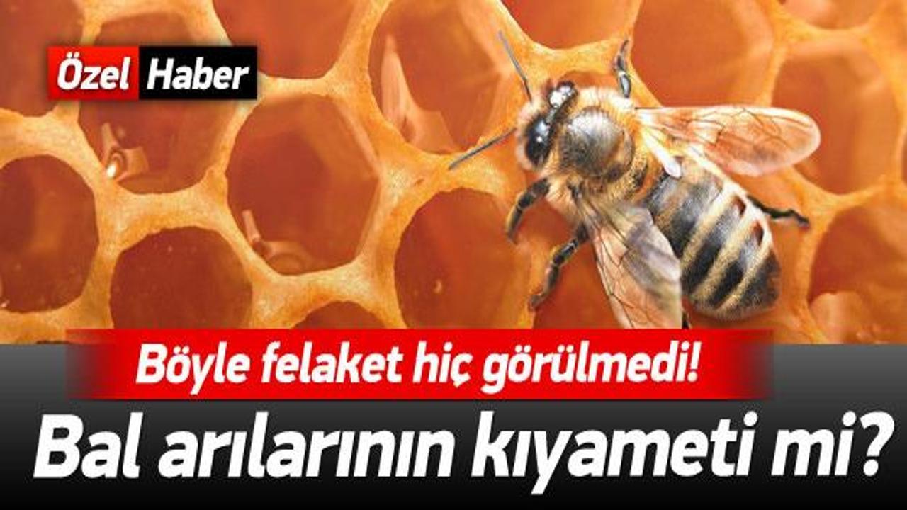 Görülmemiş felaket: Bal arılarına neler oluyor?