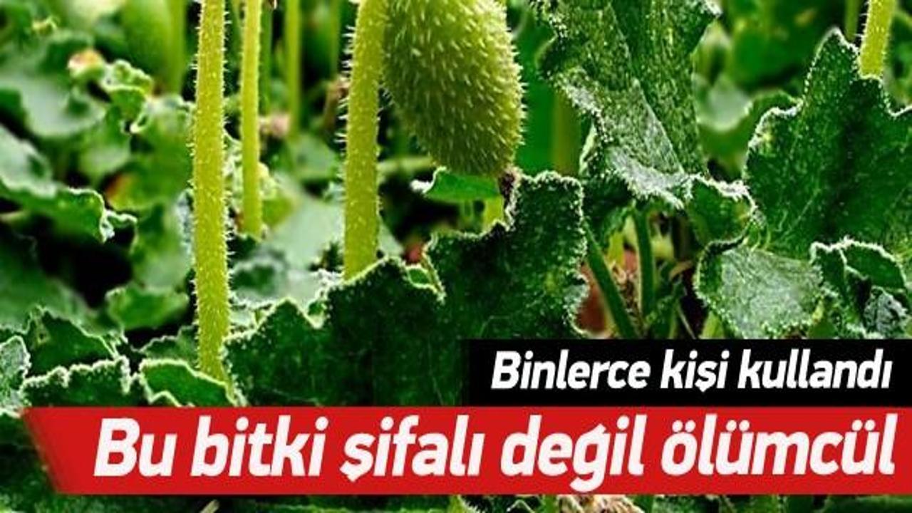 Dikkat! Bu bitki şifalı değil ölümcül