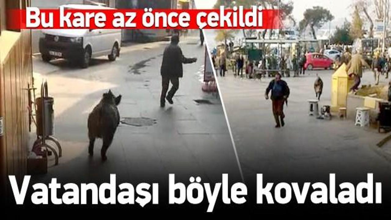 Domuz vatandaşı kovaladı: Burası İstanbul