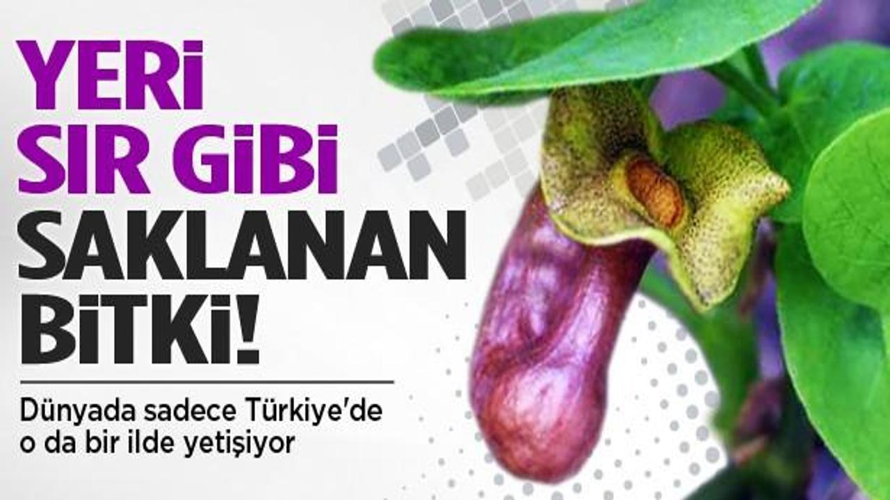 Dünyada sadece Türkiye'de o da bir ilde yetişiyor