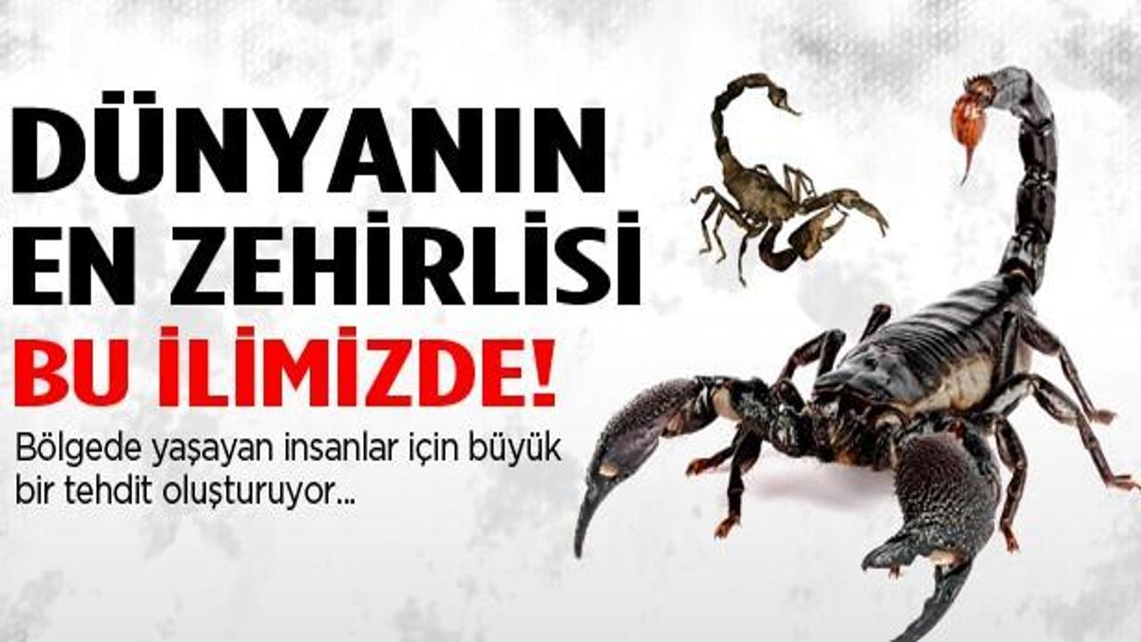 Dünyanın en zehirli akrebi bu ilimizde