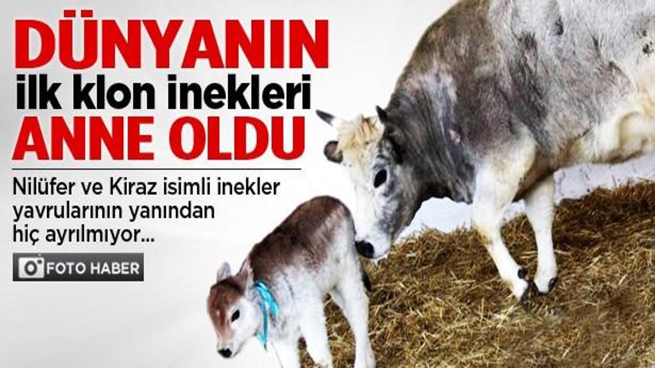 Dünyanın ilk klon inekleri anne oldu