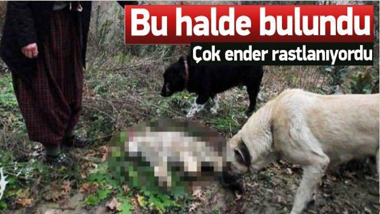 Ender rastlanıyordu ama bakın ne halde bulundu
