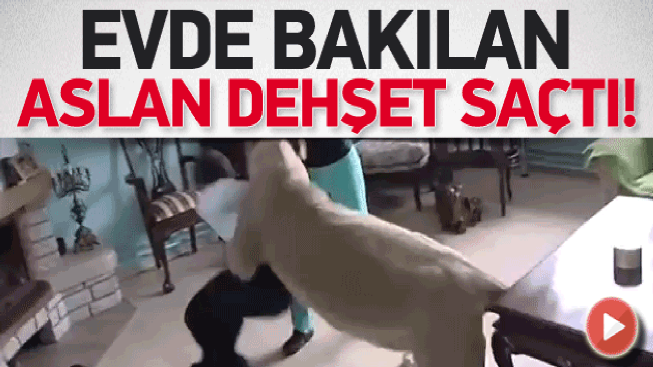 Evde bakılan aslan, eve gelen konuğa saldırdı