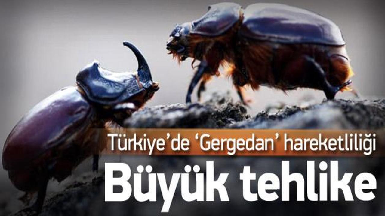 'Gergedan'ın Türkiye'deki nesli tehlikede