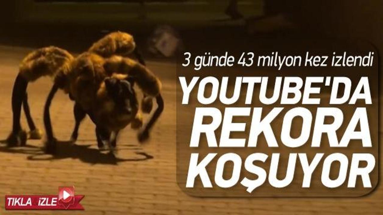 İnsan yiyen dev &ouml;r&uuml;mcek şakası!