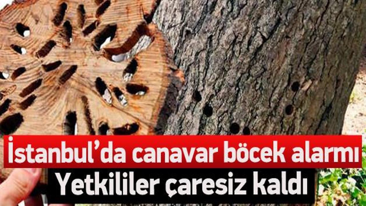 İstanbul'da ağaç yiyen böcek alarmı